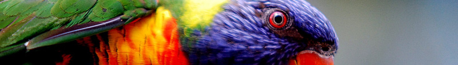 cropped-bvogel-k-n.jpg