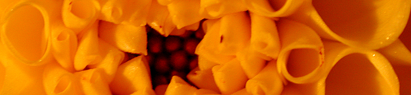 blume-gelb-02