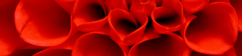 blume-rot-02