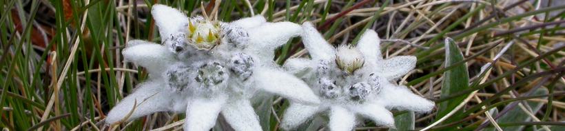 edelweiss-02