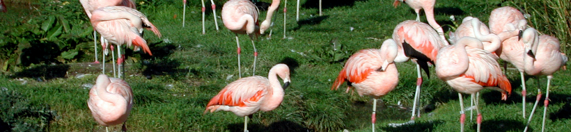 flamingo-02