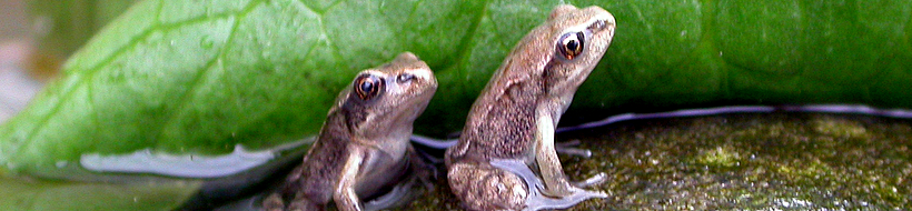 frosch-02