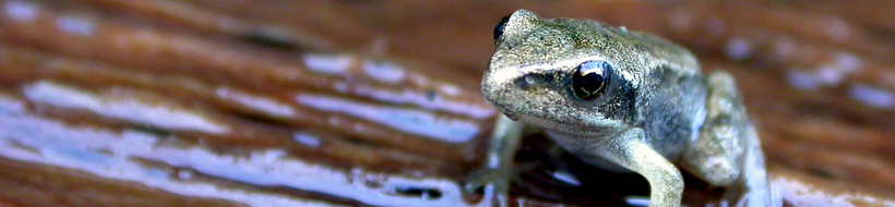 frosch-03