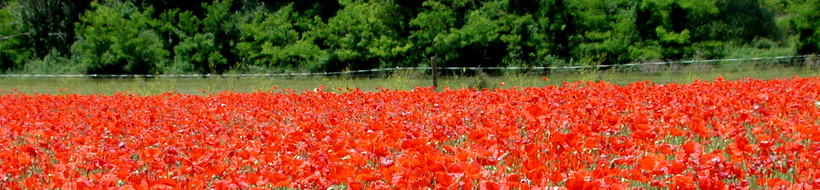 mohn-02