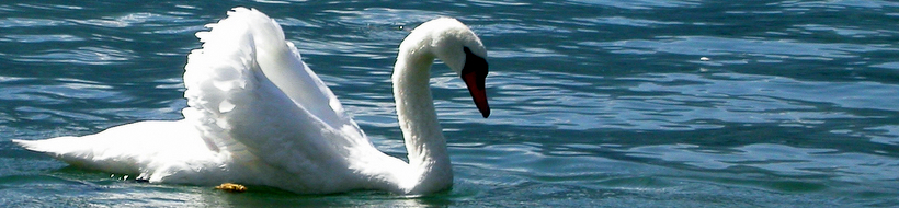 schwan-02