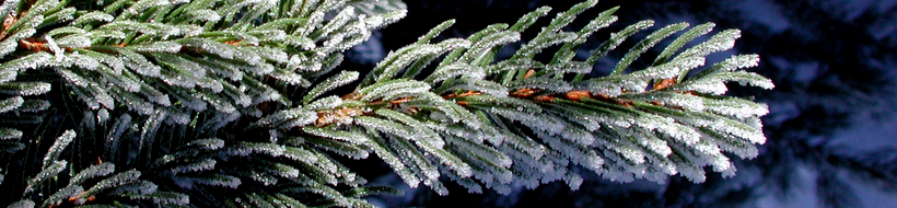 vereiste-tanne-02
