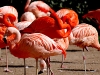 flamingo-k-n.jpg